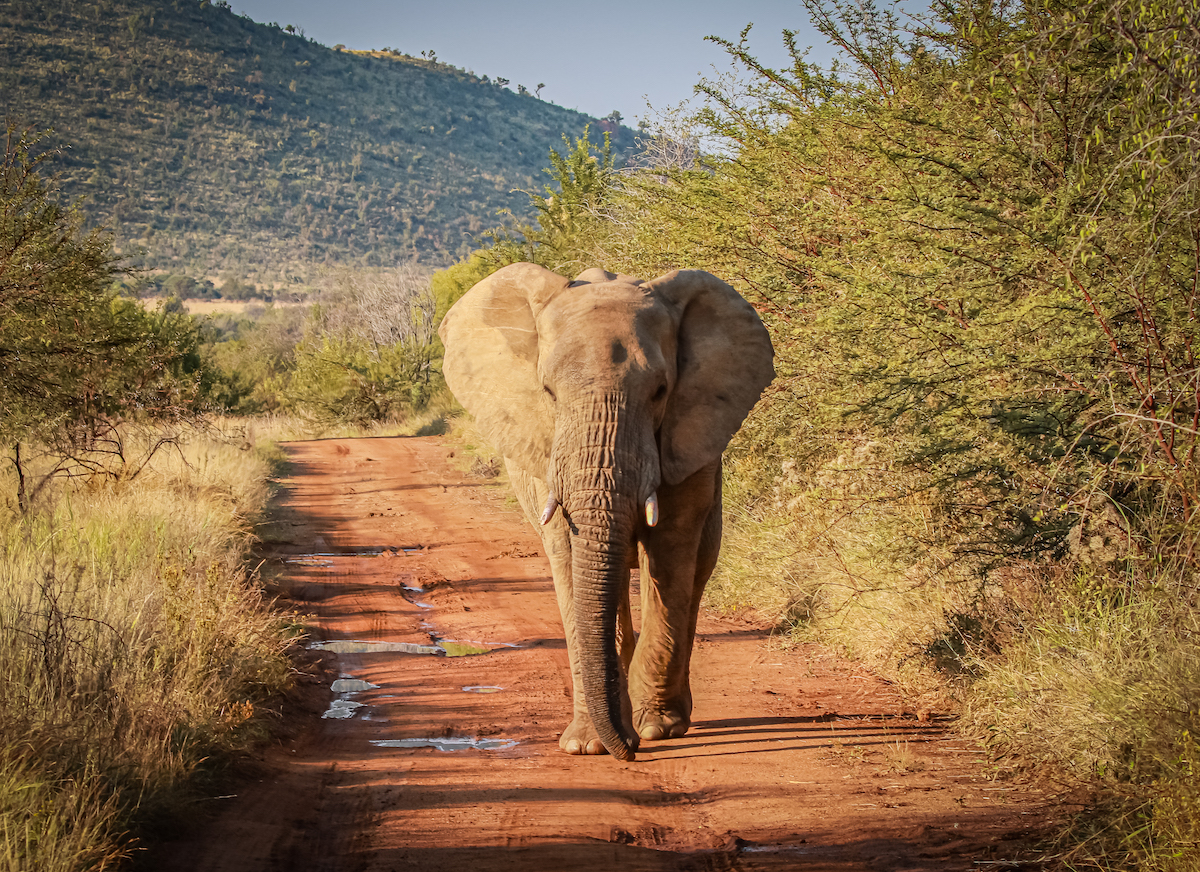 Safari de 3 Días en el Parque Kruger y la Ruta Panorámica