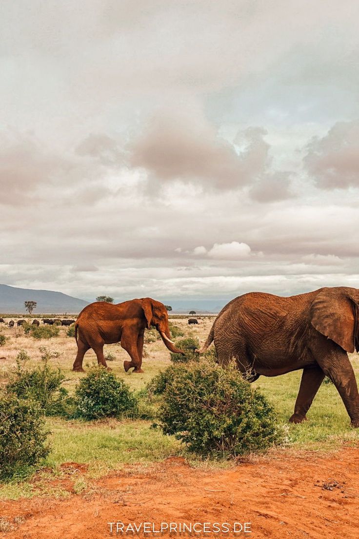 1-Day Pretoria City & Safari Park Adventure – The Best of Both Worlds