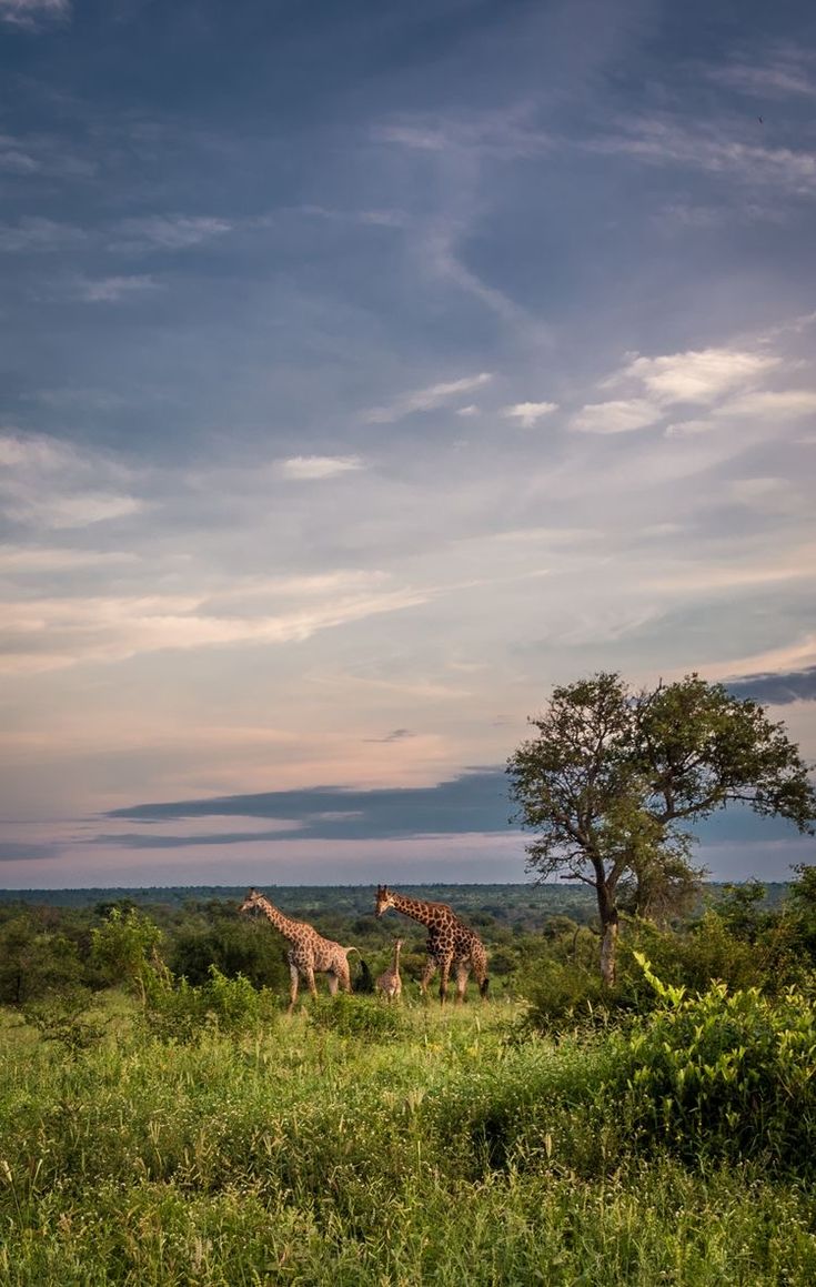 Safari de 2 dias en el Gran Kruger – Escapada economica con fauna silvestre