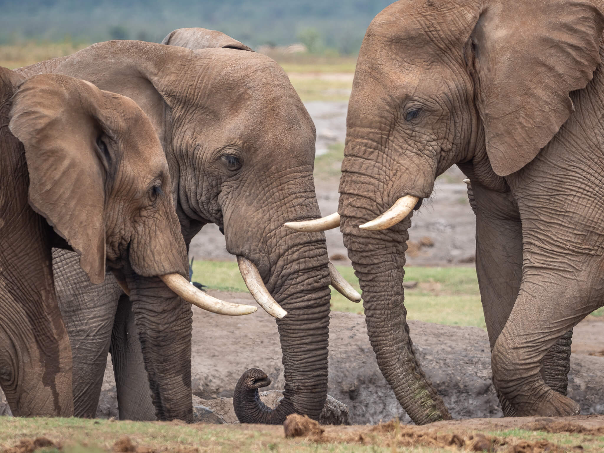 3-Day Kruger Wildlife Luxury Adventure