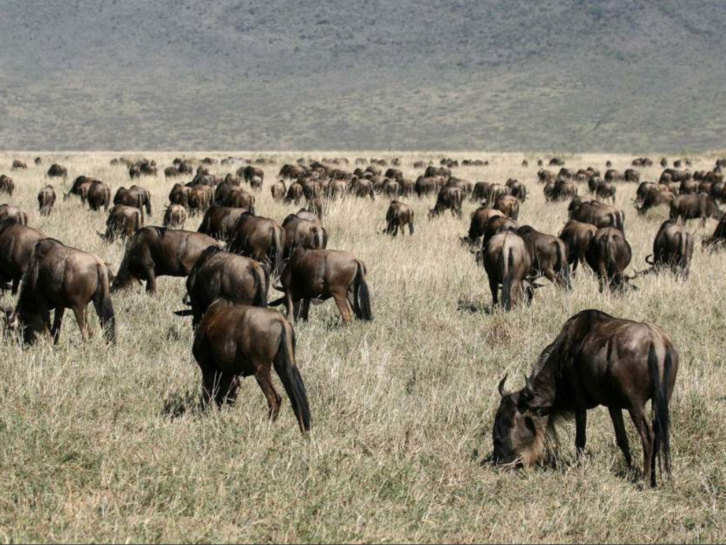 Gran Safari del Este de África: Kenia y Tanzania en 10 Días