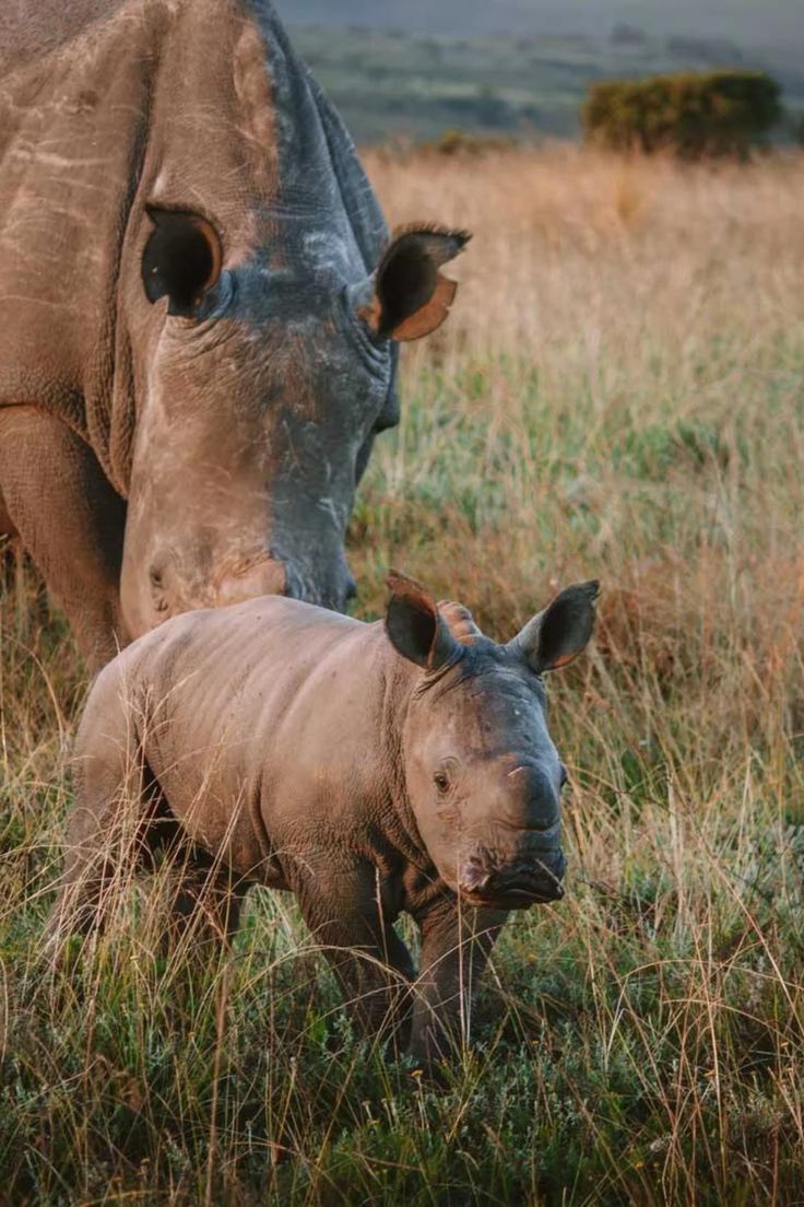 2-Day Inverdoorn Safari – Big Five Cape Town Experience