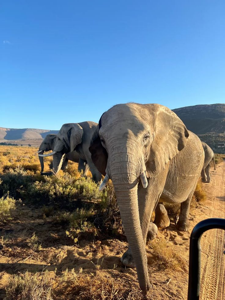 2-Day Inverdoorn Safari – Big Five Cape Town Experience
