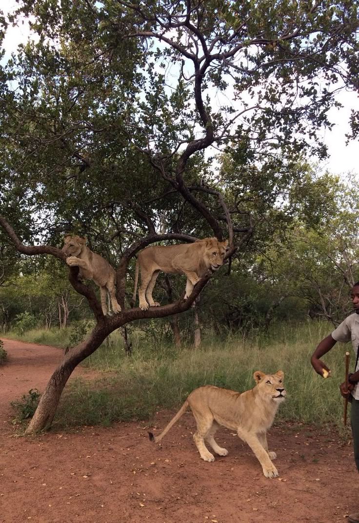 Cultura de la Aldea Lesedi y safari en el Parque de Leones – 1 día