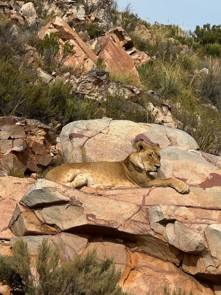 3-Day Safari and Wine Tour – Cape Town