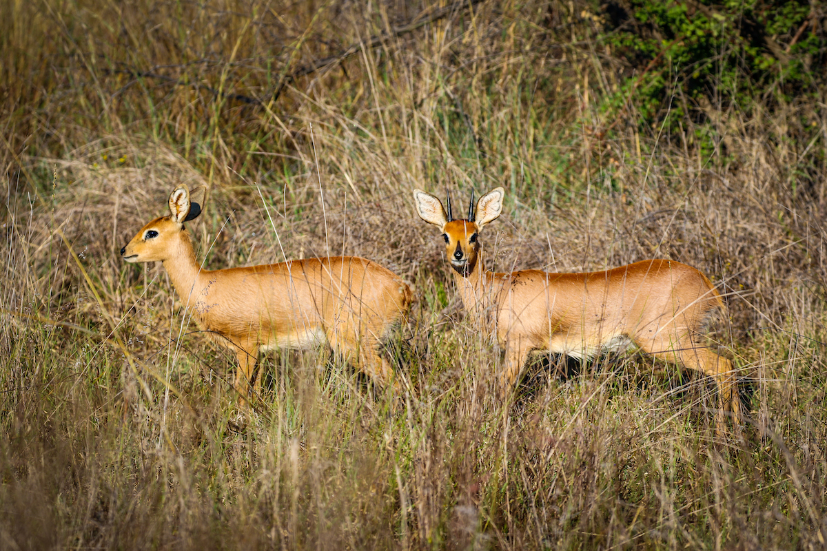 Aventura de 5 dias – Kruger con los Cinco Grandes y Ruta Panoramica