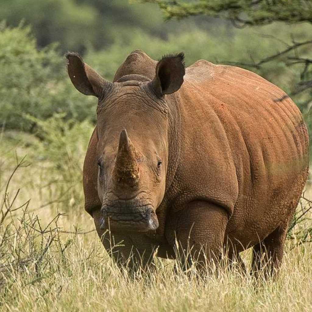 3-Day Cape Town Wildlife Getaway