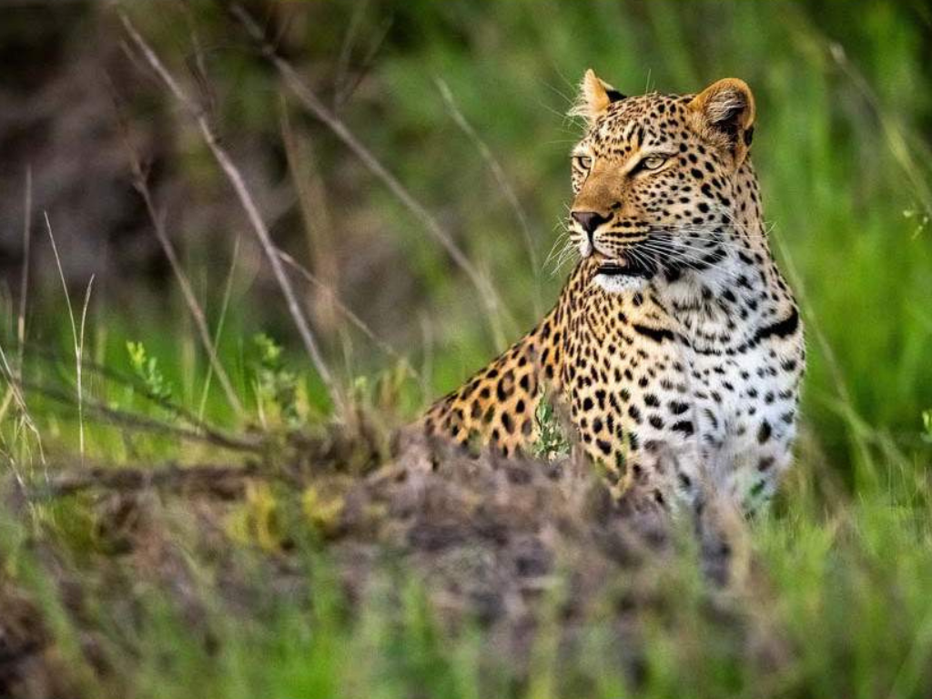 Safari de 6 días para ver a los Cinco Grandes: Aventura en Chobe y el Delta del Okavango