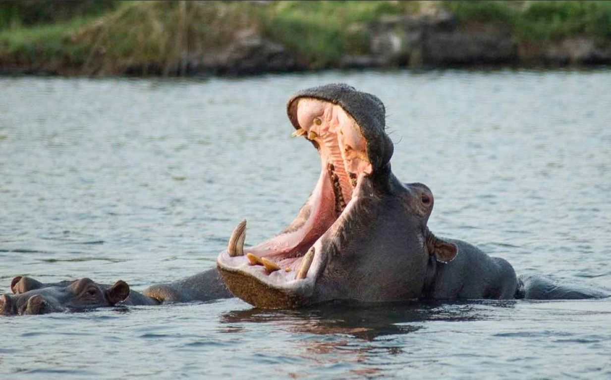 Safari de gama media en el Nguni Lodge – 5 días