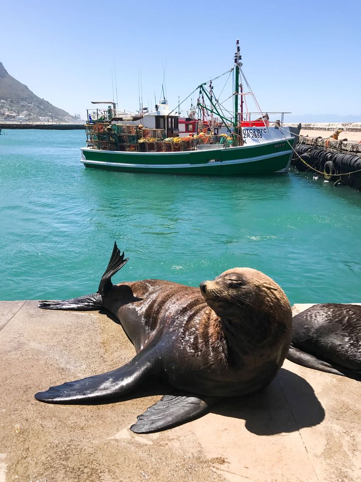 1-Day Cape Town Coastal & Peninsula Scenic Tour