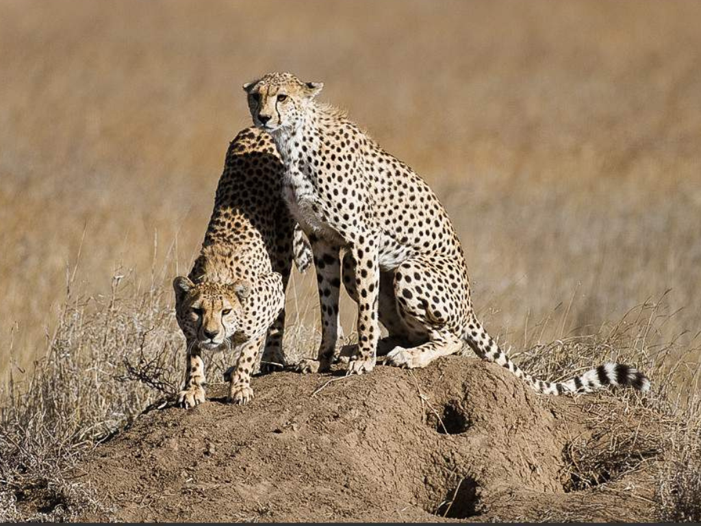 Safari Aéreo de 5 Días desde Zanzíbar: Serengeti, Ngorongoro y Tarangire