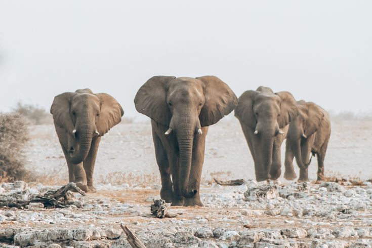 22-Day Authentic Namibia Safari & Cultural Explorer