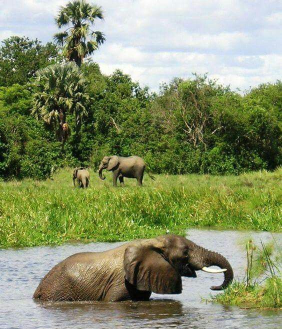 2-Day Okavango Delta Luxury Safari Escape