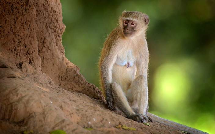 5 day budget wildlife safari – Kruger glamping