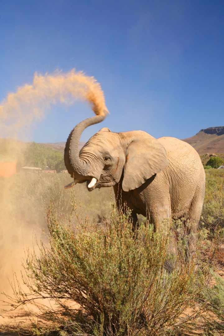 2-Day Luxury Kruger Safari – Big Five Adventure