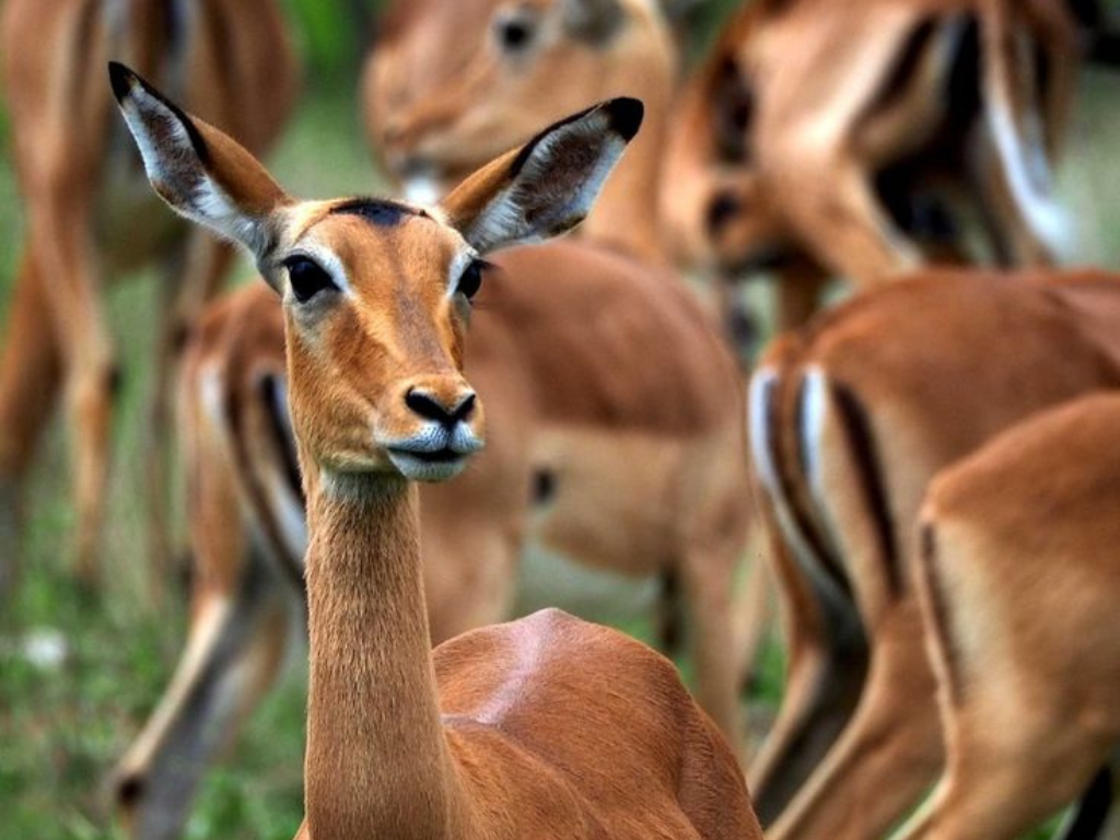 3-Day Kruger Wildlife Luxury Adventure