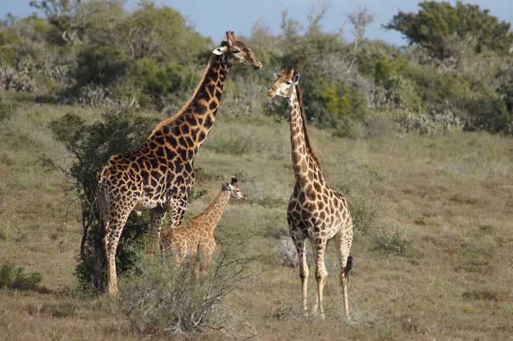 2-Day Etosha Safari from Windhoek – Lions, Elephants & More