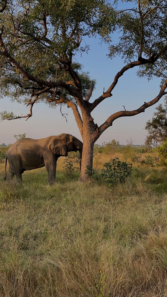 1-Day Pilanesberg Wildlife Safari – A Big Five Escape from the City