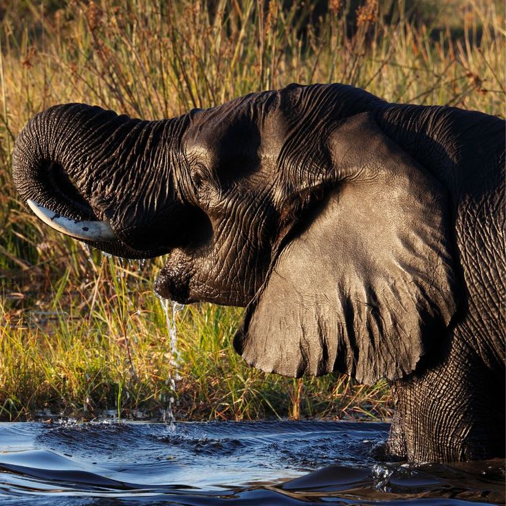 4-Day Big Five Chobe Park & Victoria Falls Tour