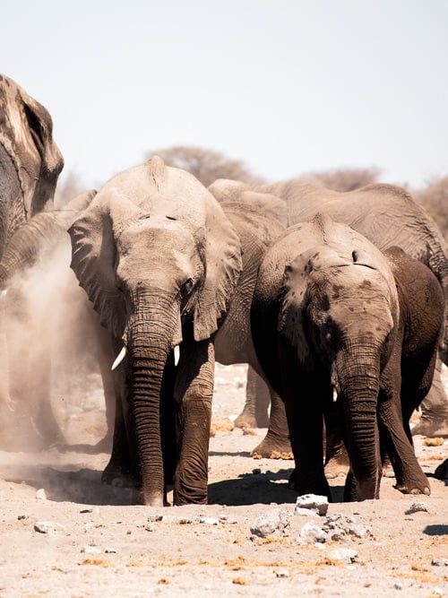 22-Day Authentic Namibia Safari & Cultural Explorer