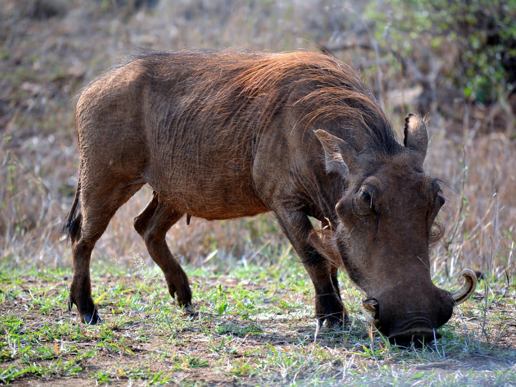3-Day Kruger Wildlife Luxury Adventure