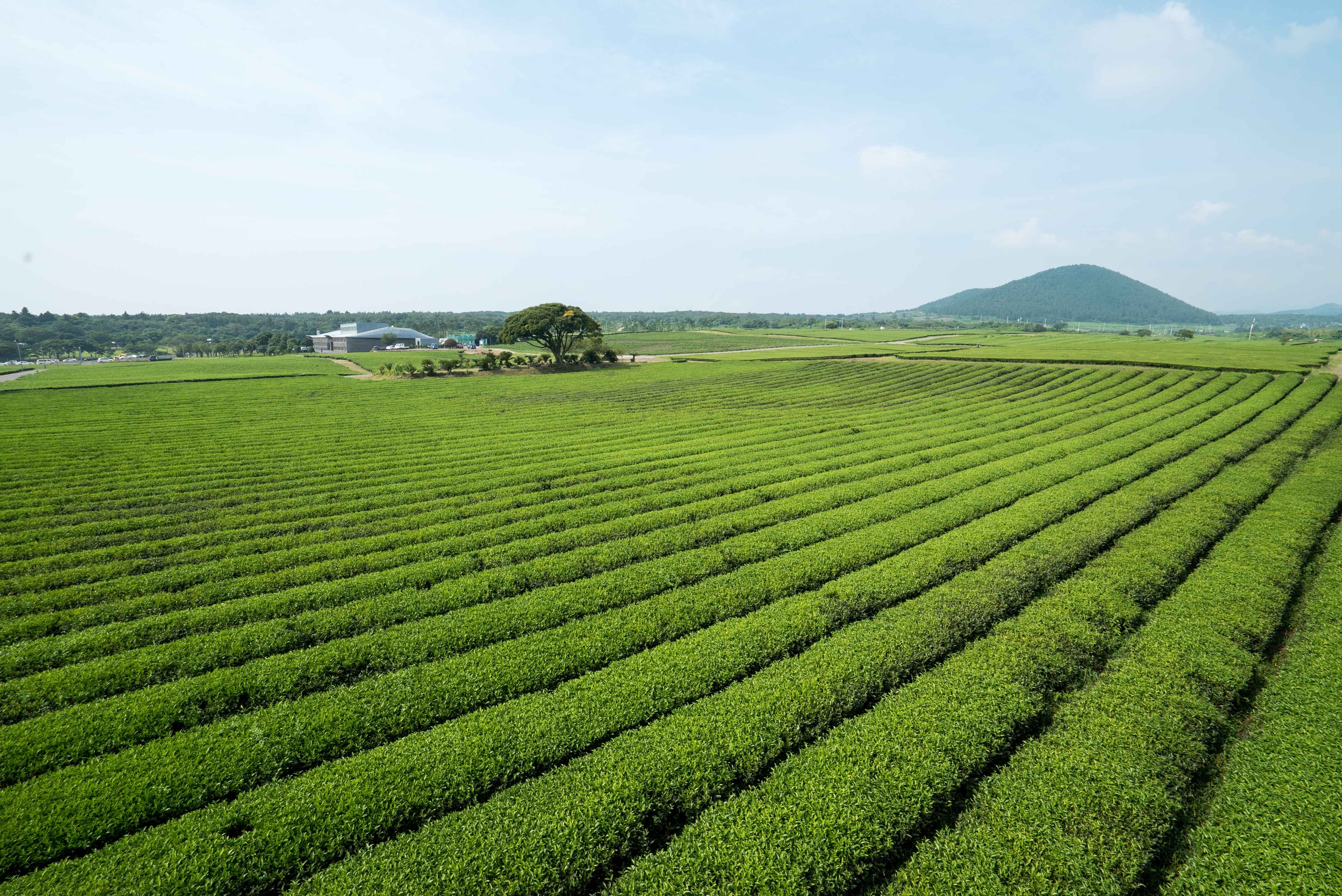 Jeju Customized Private Tour