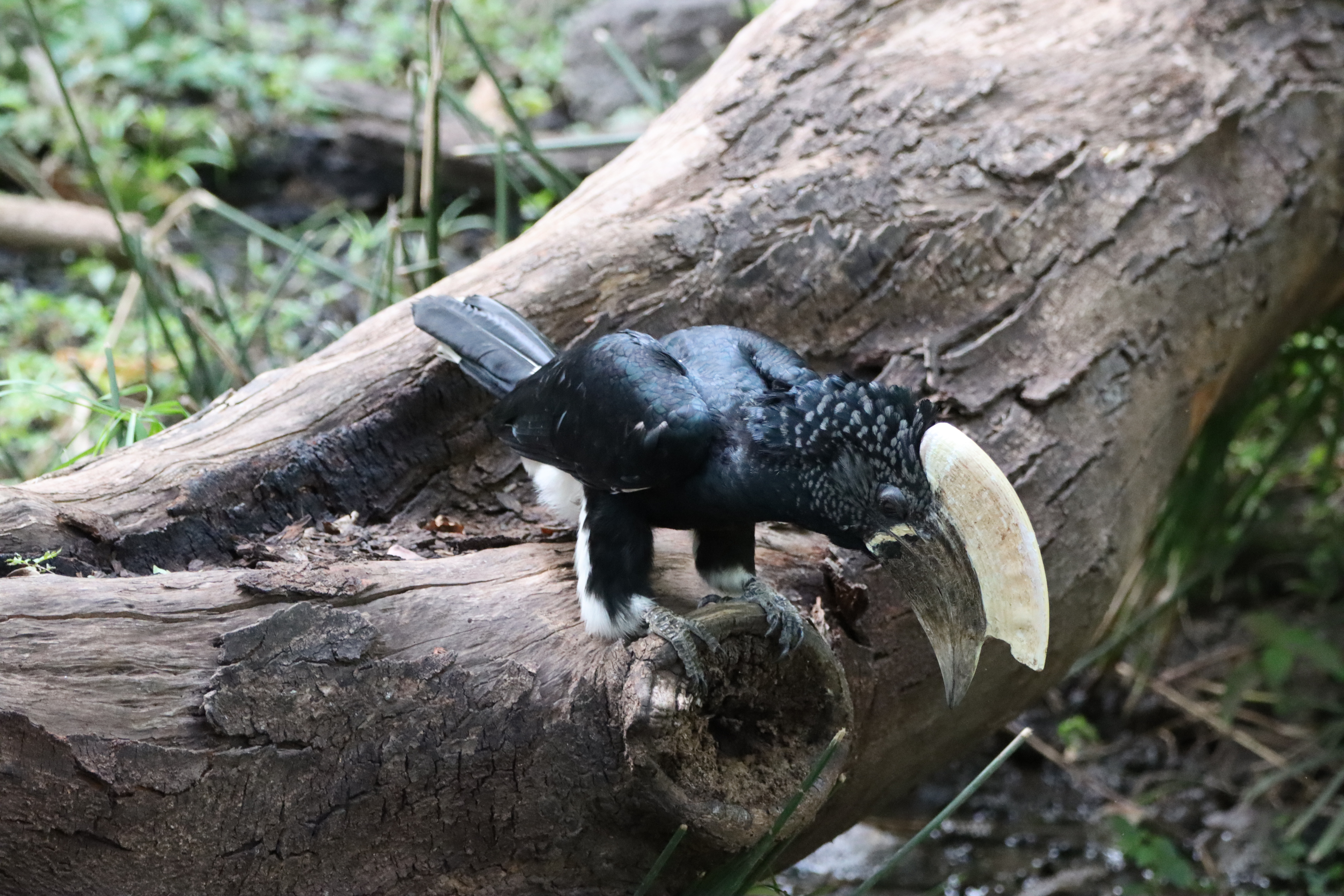 Lake Manyara National Park Full-Day Safari from Arusha with Lunch - travel experience in Tanzania