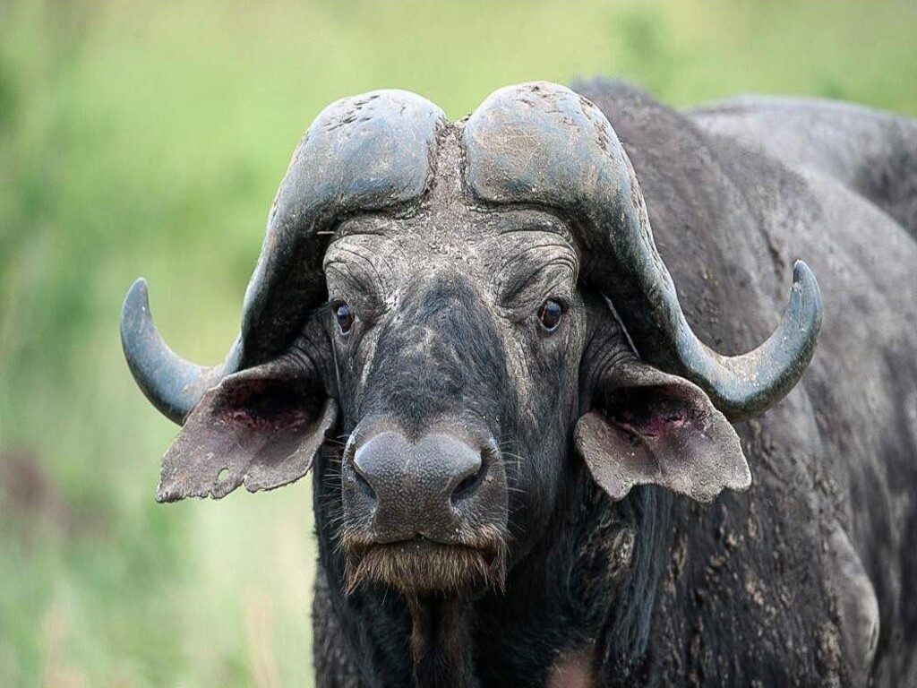 Safari económico de 7 días por el Parque Nacional Kruger, las Cataratas Victoria y el Parque Nacional de Chobe