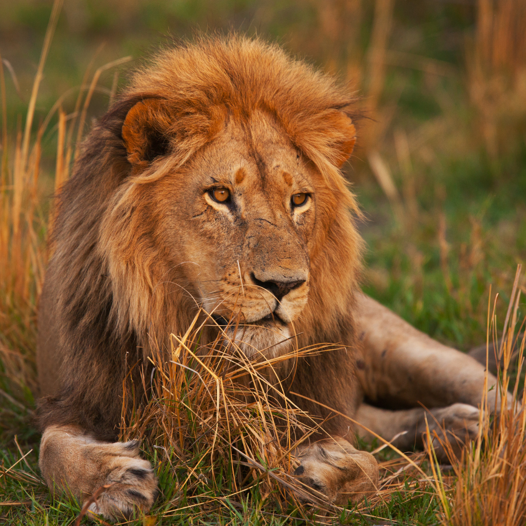 3-Day Kruger Wildlife Luxury Adventure