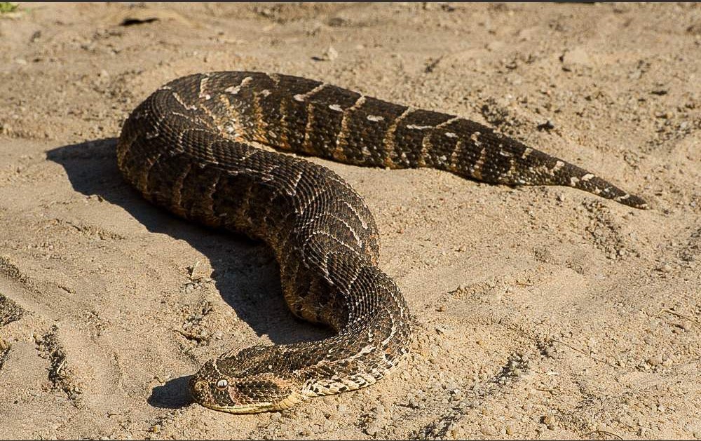 3-Day Exclusive Luxury Escape at Black Rhino Game Lodge