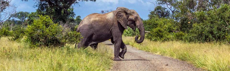 5 day budget wildlife safari – Kruger glamping