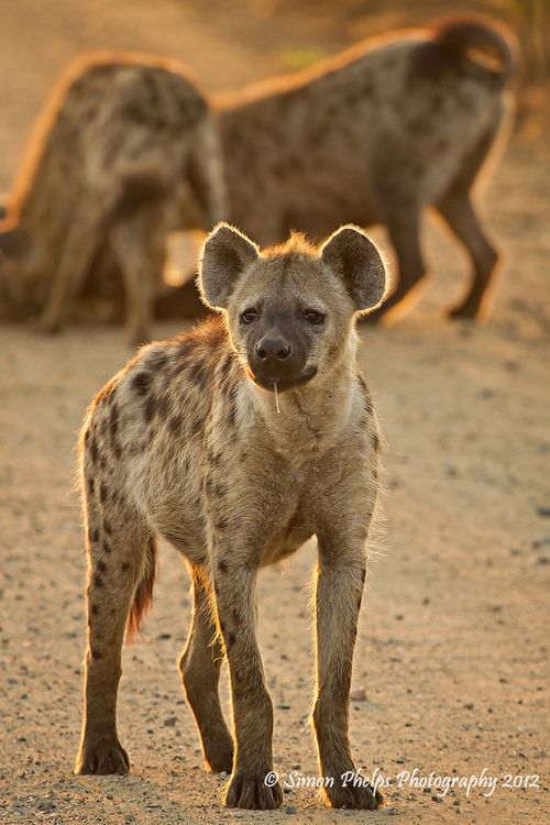 Safari Nocturno en Busca de Depredadores en Kruger – Medio Día desde Hazyview