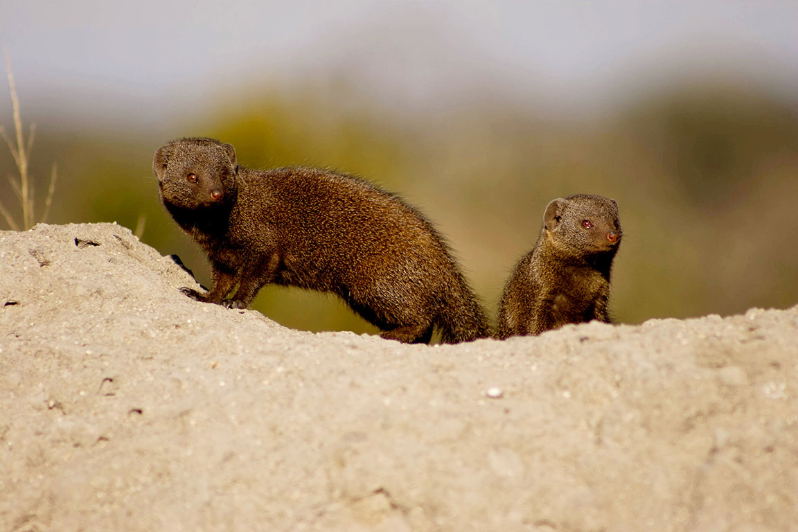 10-Day South Africa Safari, City & Cultural Adventure