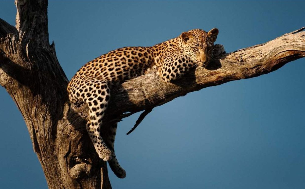 Safari económico de 7 días por el Parque Nacional Kruger, las Cataratas Victoria y el Parque Nacional de Chobe