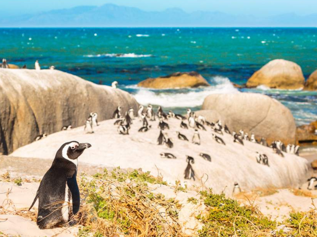 5-Day Premium Cape Town Escape at the Radisson