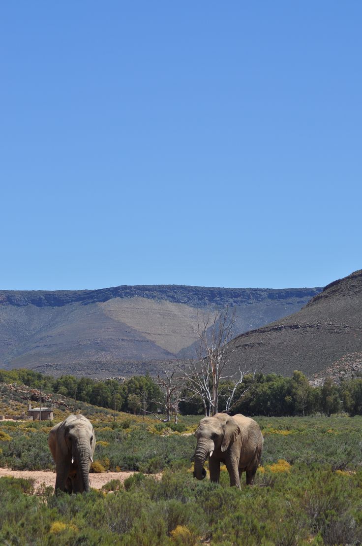 1-Day Cape Town Big Five Adventure with All Meals