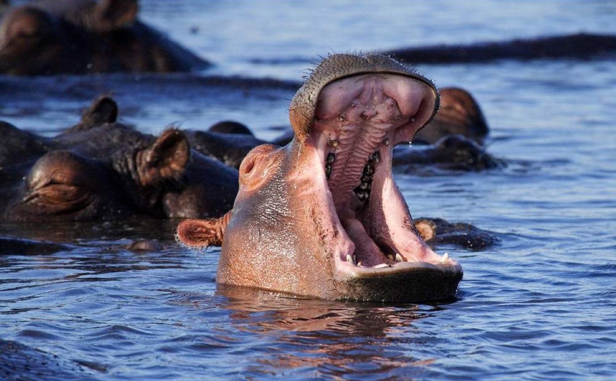 Safari económico de 7 días por el Parque Nacional Kruger, las Cataratas Victoria y el Parque Nacional de Chobe