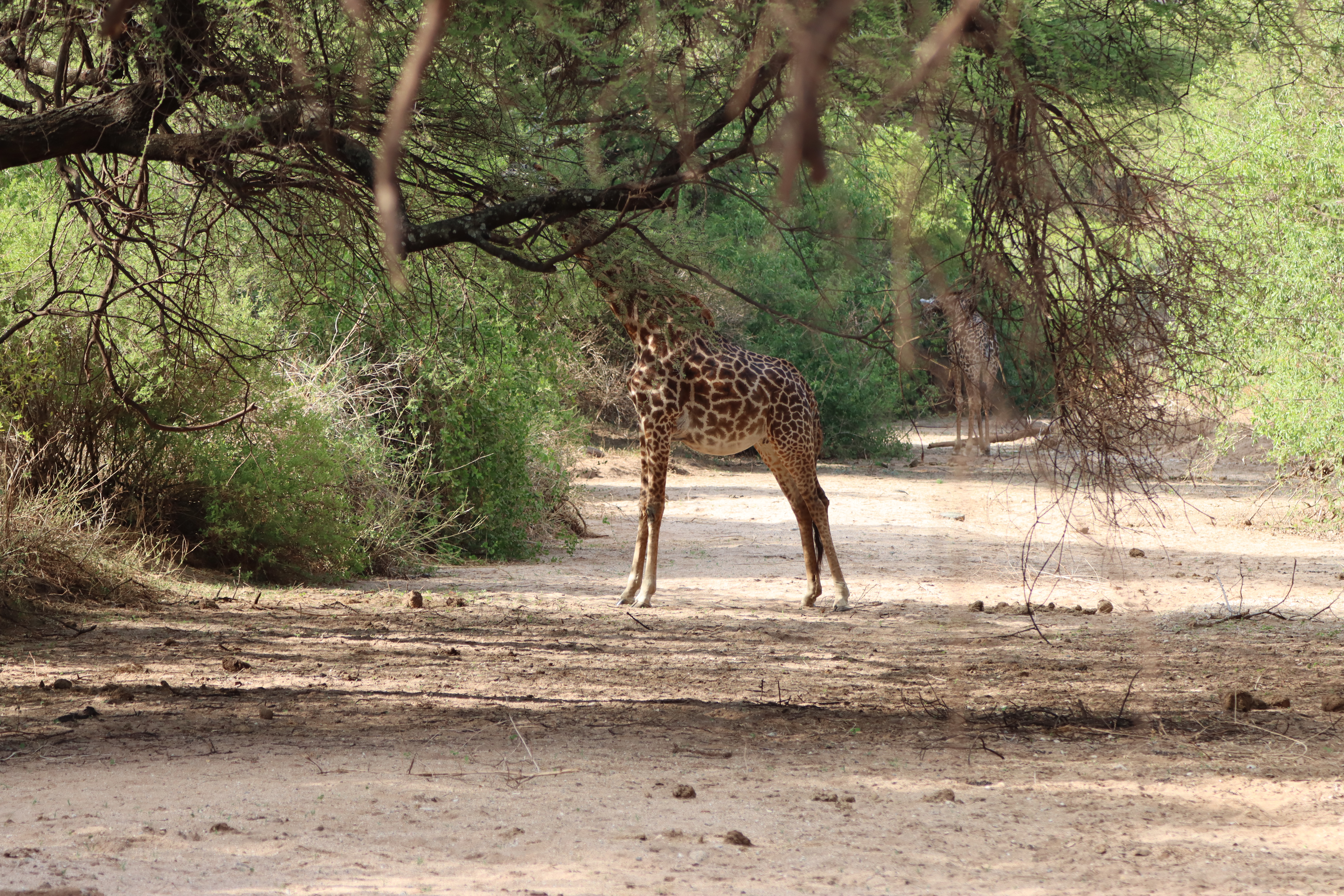 Lake Manyara National Park Full-Day Safari from Arusha with Lunch - travel experience in Tanzania