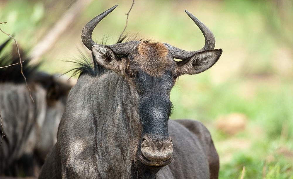 Aventura de Lujo de 4 Días en Black Rhino Game Lodge