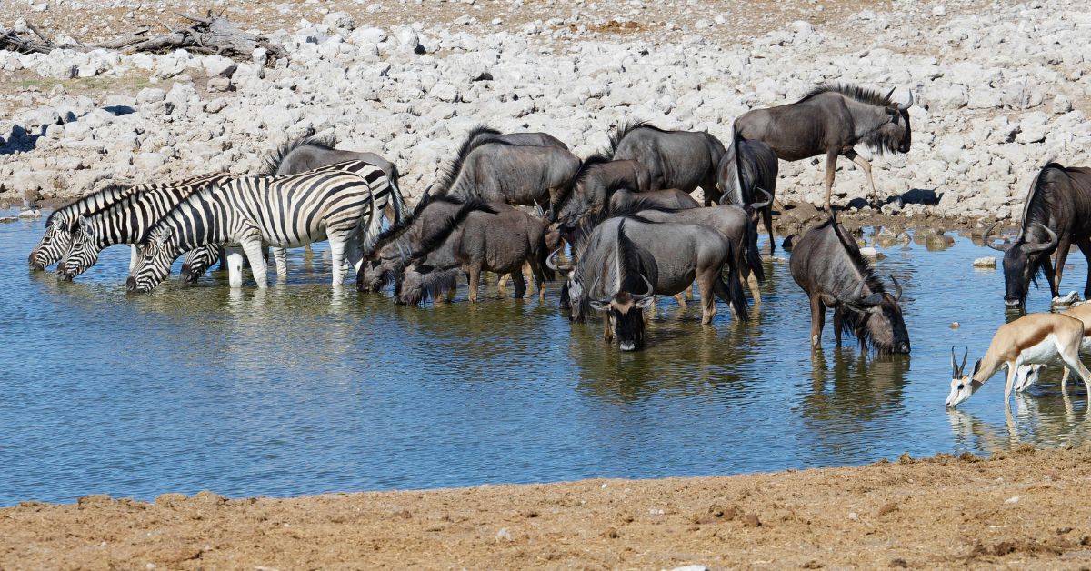½-Day Wildlife Safari from Windhoek
