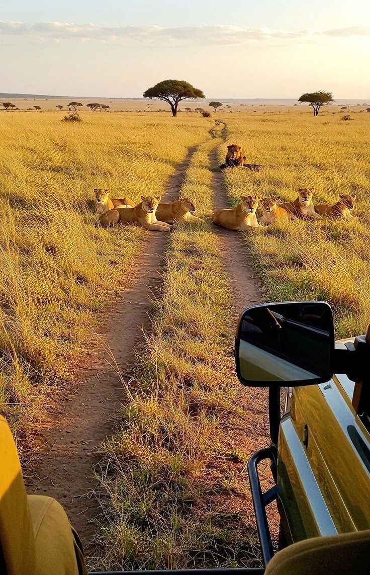 1-Day Pretoria City & Safari Park Adventure – The Best of Both Worlds