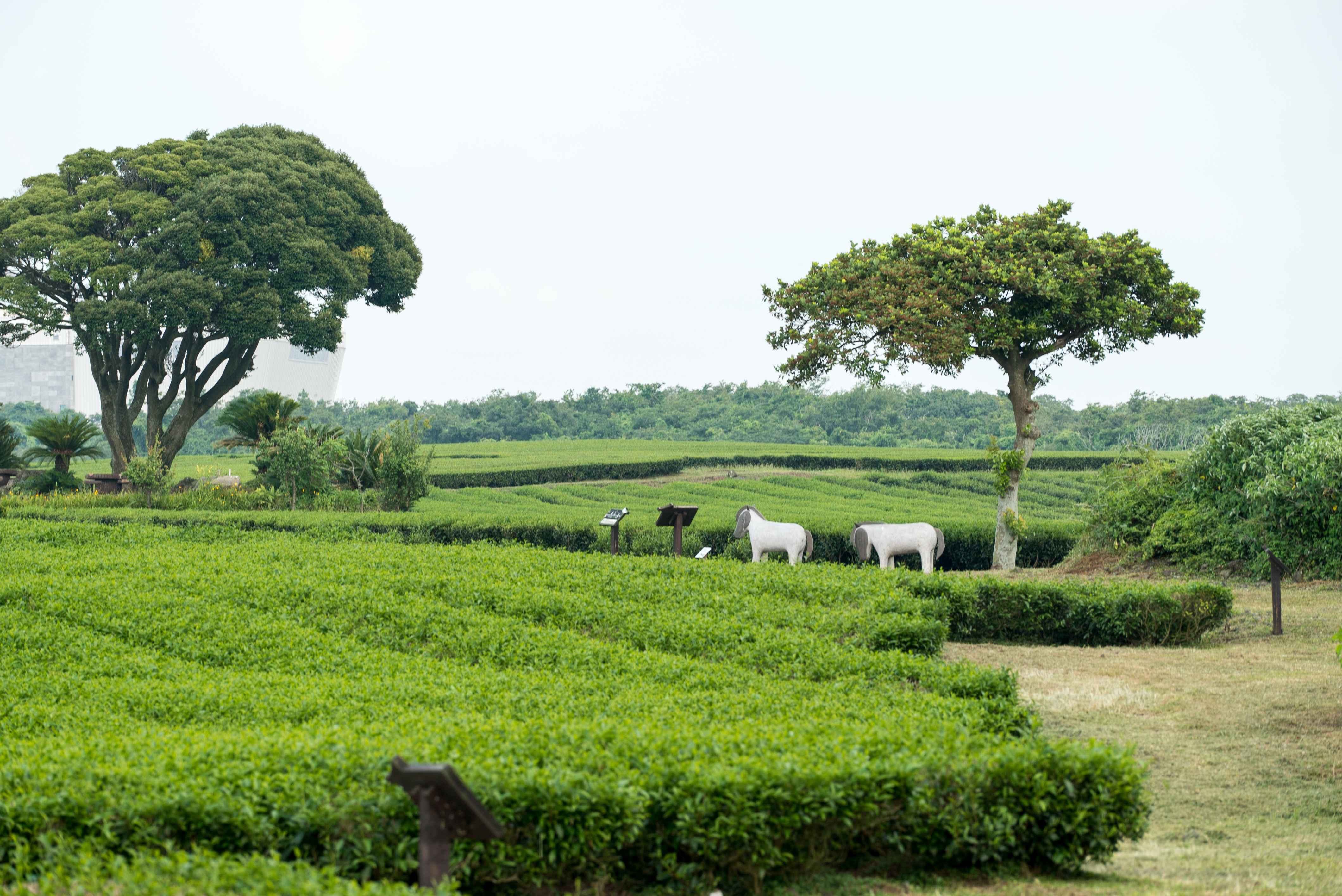 Jeju Customized Private Tour
