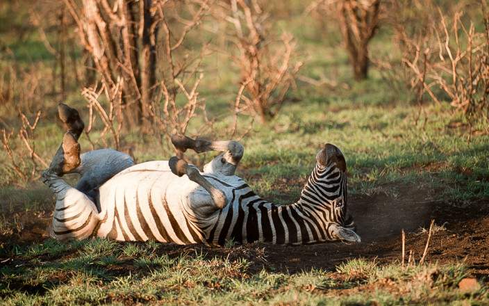 2-Day Big Five Safari in Madikwe Overview
