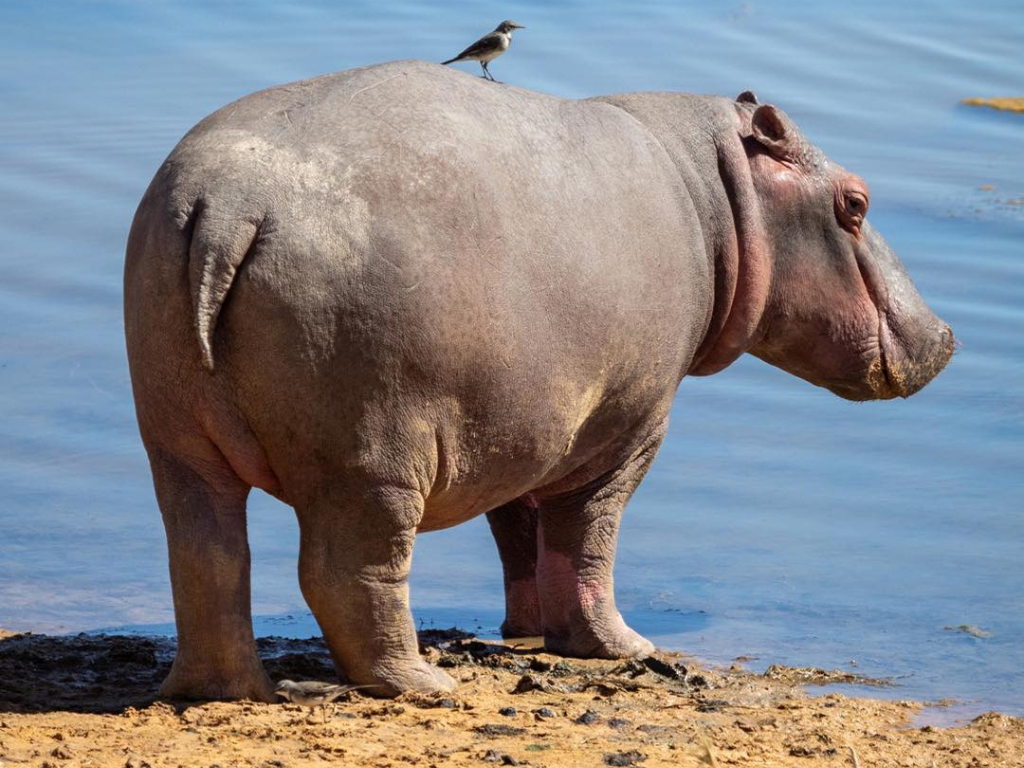 1-Day Aquila Wild Quad Escape