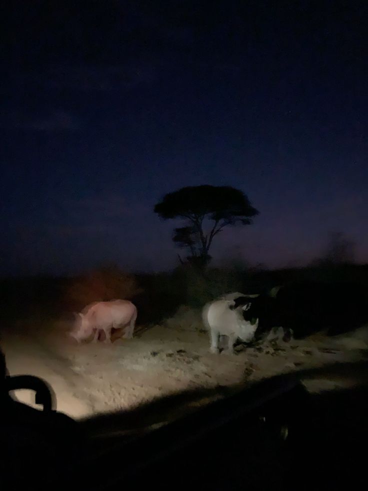 Aventura de 1 Día en Pilanesberg – Noche de Safari