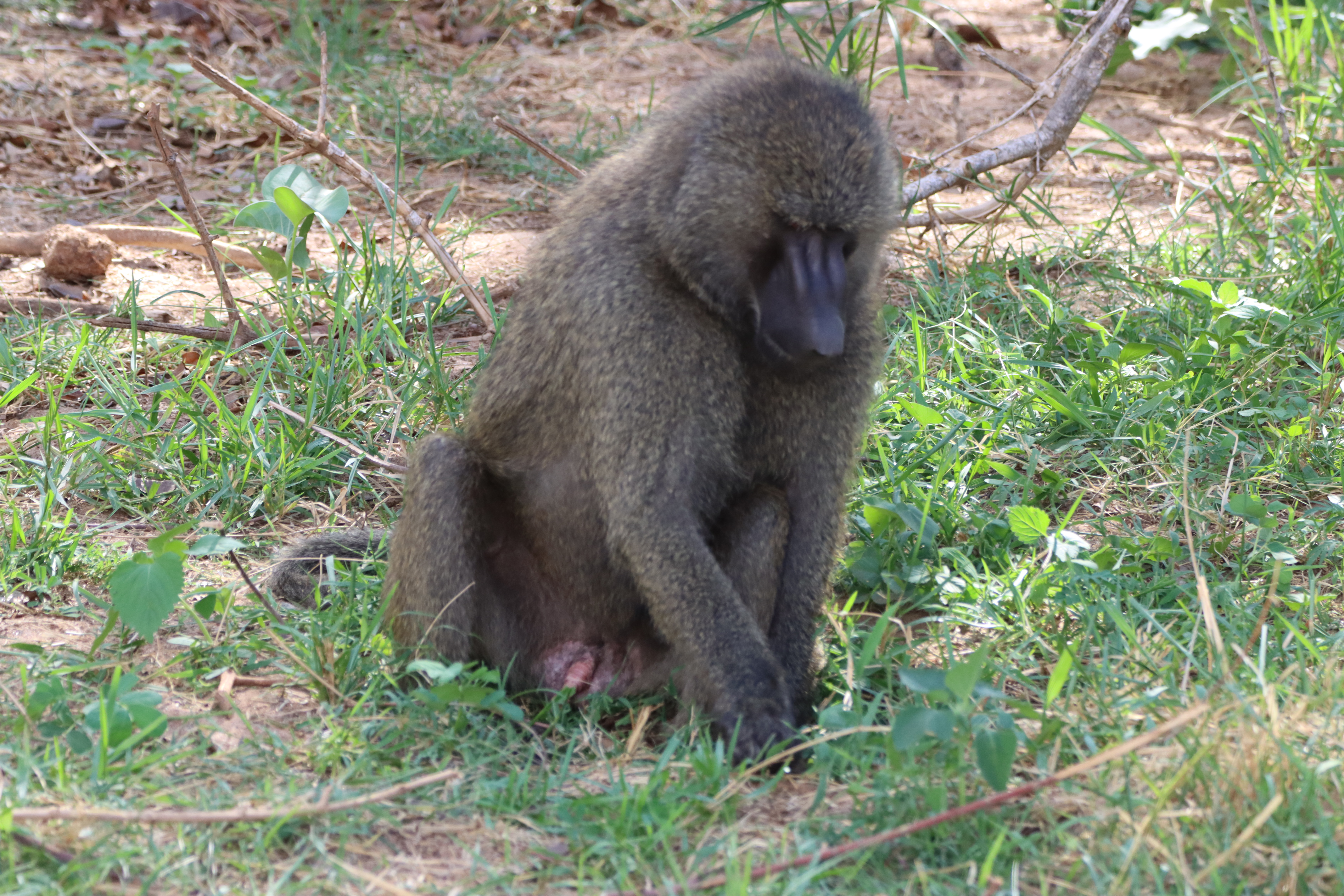 Lake Manyara National Park Full-Day Safari from Arusha with Lunch - travel experience in Tanzania