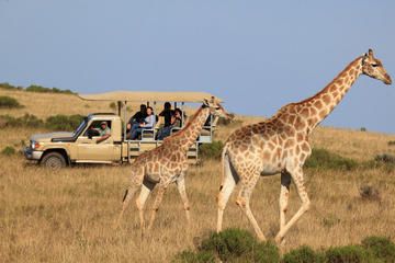 1-Day Cape Town Big Five Adventure with All Meals
