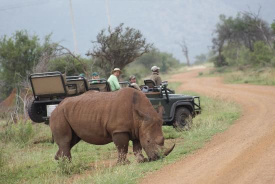2-Day Big Five Safari in Madikwe Overview