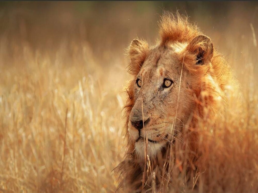 Safari económico de 7 días por el Parque Nacional Kruger, las Cataratas Victoria y el Parque Nacional de Chobe