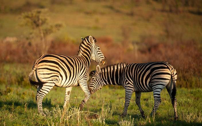 2 day luxury safari experience at Black Rhino game lodge